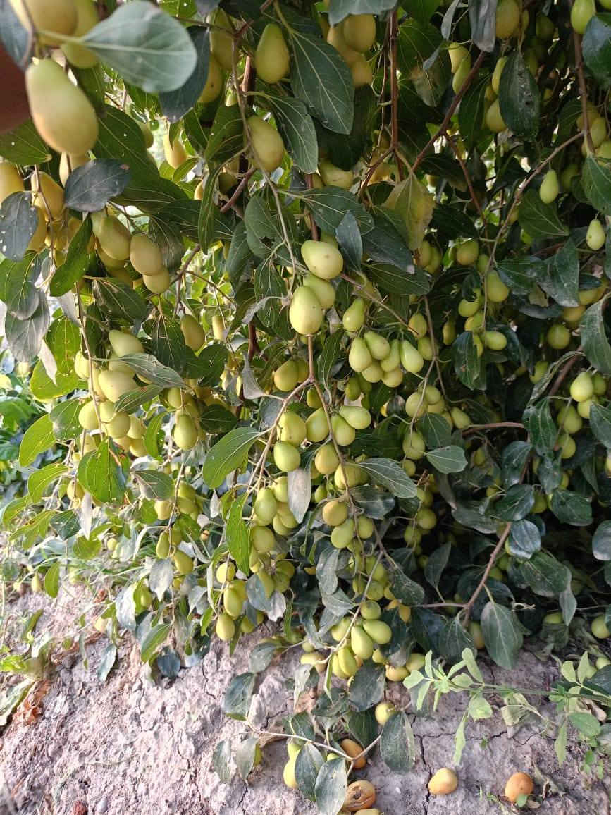 بسم الله الرحمن الرحيم
اللهم صلِّ على محمد وآل محمد
متوفر تطعيم النبگ السدر بجميع الأصناف
✔️ تطعيم غصن
✔️ تطعيم برعم
حسب طلب الزبون وبأفضل طريقة لضمان نجاح التطعيم إن شاء الله.

🚗 العمل متوفر في جميع نواحي وأقضية الناصرية حسب الاتفاق.

📍 الموقع: قضاء النصر

📞 التواصل:
واتساب فقط: ***********
واتساب + رصيد: ***********
حياكم الله وأهلاً وسهلاً بالجميع
