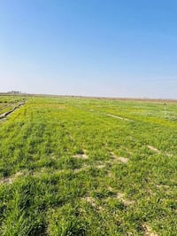 ١٢ دونم للبيع تباع شلع او تقطيع من أربعة وفوك سند ١١٧ قريت العوادل من ...