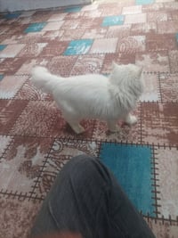 قطة • كيوت • للبيع