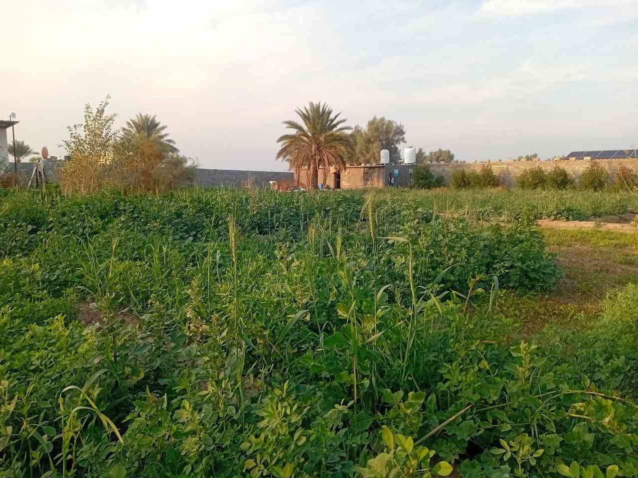 دونم سؤاحي استثماري في اليوسفية بيرالحمام بيةبيت٩٠ متر وبيةثلاث حقول دواجن مع منضومة طاقةشمسيةمع غرفة مولدمع ماء اسالة وكهرباء ثري فيز ب١٠٠وبية مجال اتصل ***********ابوعبداللةواتساب
