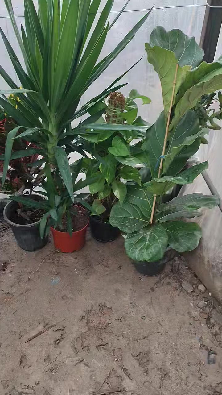 طريق الساده الإخوان قرب بيت سيد راجوج


**إذا كنت صاحب هذا الإعلان وتريد حذفه لأي سبب، رجاءا أرسل رسالة إلى الدعم الفني**