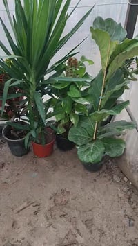 طريق السادة الإخوان • بيت سيد راجوج