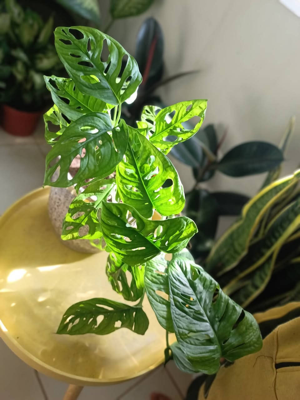 عرض اخر قطعه بسعر الجملة ب١٠ بس


**إذا كنت صاحب هذا الإعلان وتريد حذفه لأي سبب، رجاءا أرسل رسالة إلى الدعم الفني**