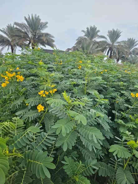 اهلا وسهلا 
بزبأئنا الكرام تم وبعون الله تجهيز وأتمام ألاشجار ألمعمره وبكافة الاصناف وذات المنظر الجميل وتجهيز بكافة الأحجام 
ألأستفسار ***********
 يوجد واتساب
