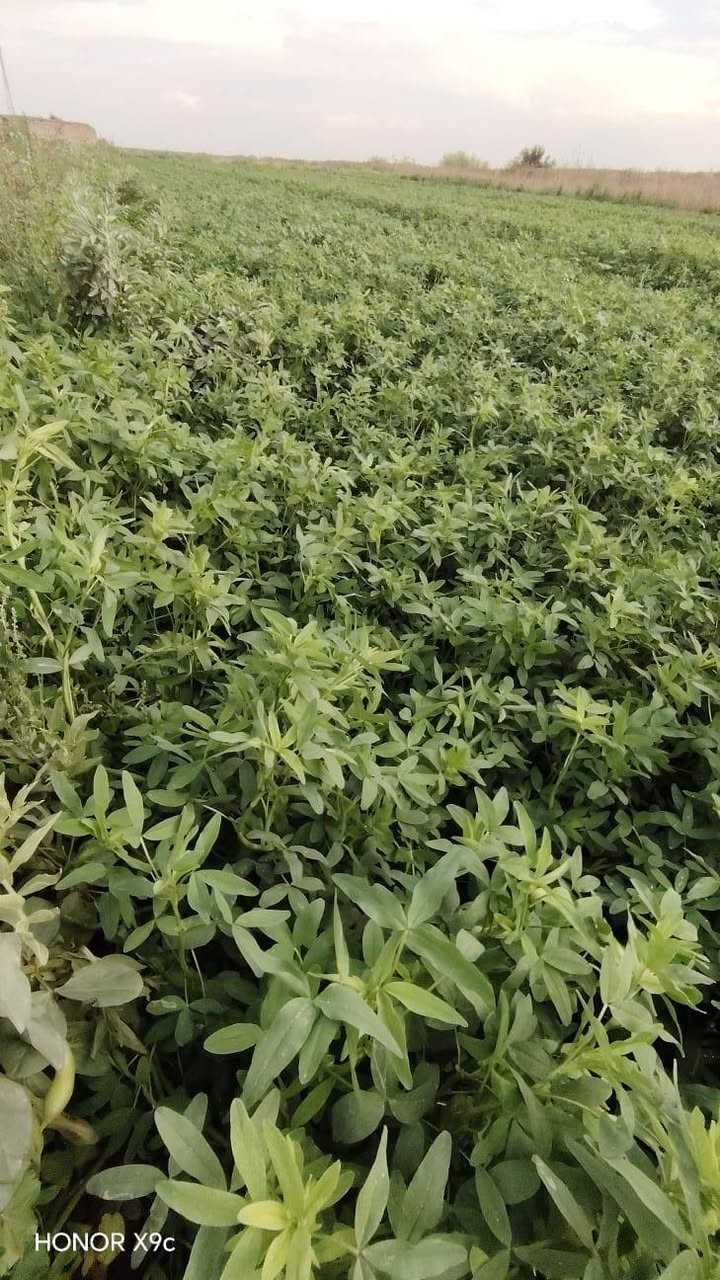 السلام عليكم يوجد برسيم حش مكان واسط الاحرار قرية الجولان للتواصل ع الرقم ***********
