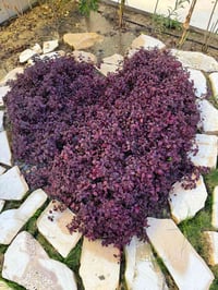 مزارع • اسعار مناسبة • الدوره البوعيثه