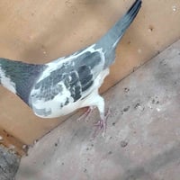 متاح تك فحل مشجر طير خشن ممحلق قفلة ب10 مكاني بغداد الأمين الثانية 077...