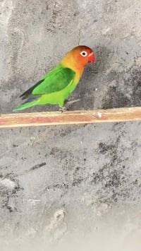 زوج • حمام غندور • طيره وفحل