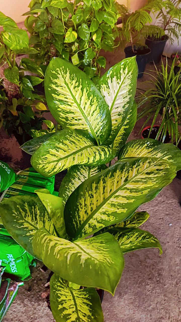 السلام عليكم 
مشتل سيد حسين قرب جسر الصويره 
يوجد كافت انواع الأشجار الحمضيات والضليات والزينه 
عرض العيد كله جوه السوك 
***********
