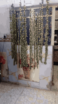 نص قطعة امامية عكادة طابقين قطاع 49 قريبة من خدمي الاورفلي 3 غرف نوم استقبال مطبخ حمام عالية علة الشارع بايتين ارتفاع الغرف كلهن 3م السعر 90 موبايل ***********
