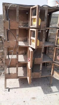 ٨ خانات • قطعه وحده • المدينه