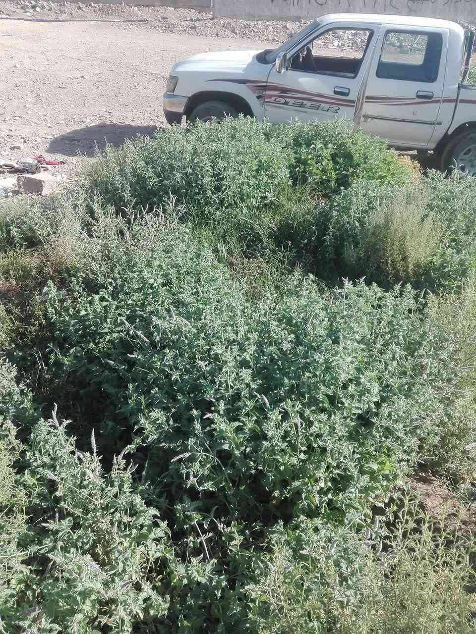 ***********.       40
