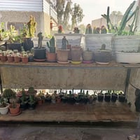 نبات • نباتات نادرة • موصل