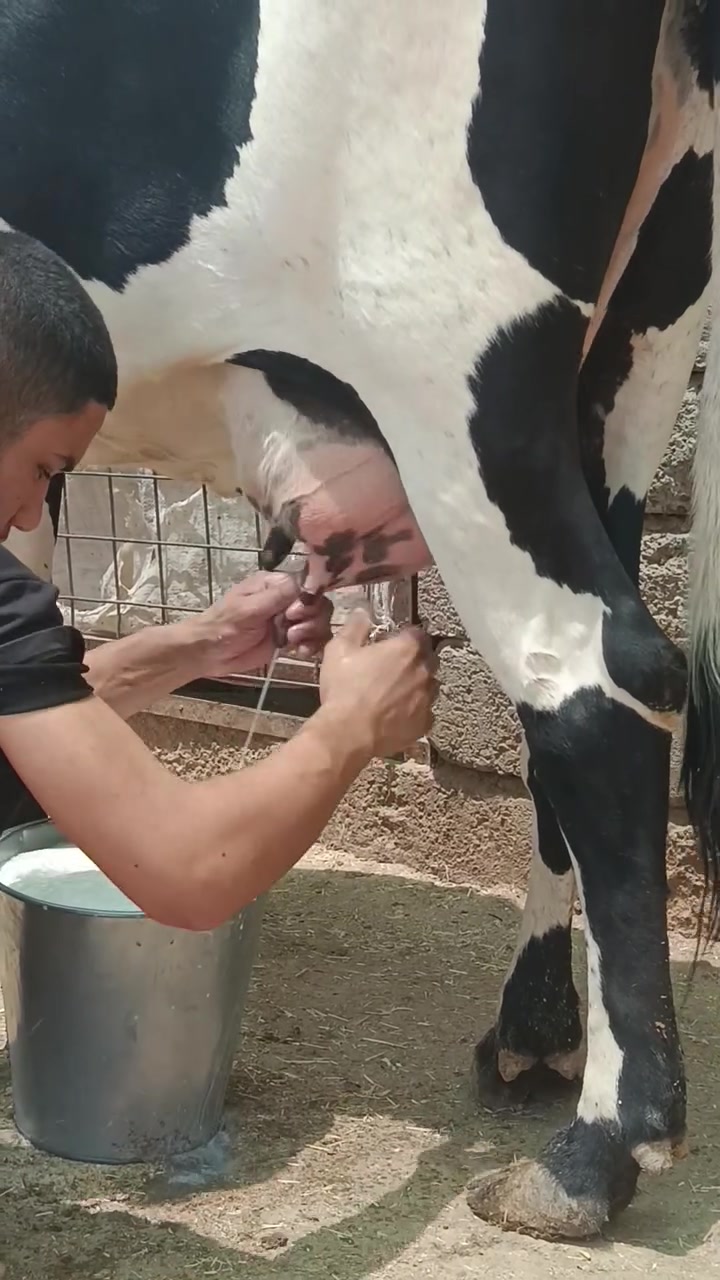 السلام عليكم بكره رغوث ع كل عيب وراها حوليه درجه اولى رقم واحد حليب ودسامه فول حليبها خير من الله حلال فاخر ضالمها التصوير المكان الشرقاط قرية شكرا ***********
