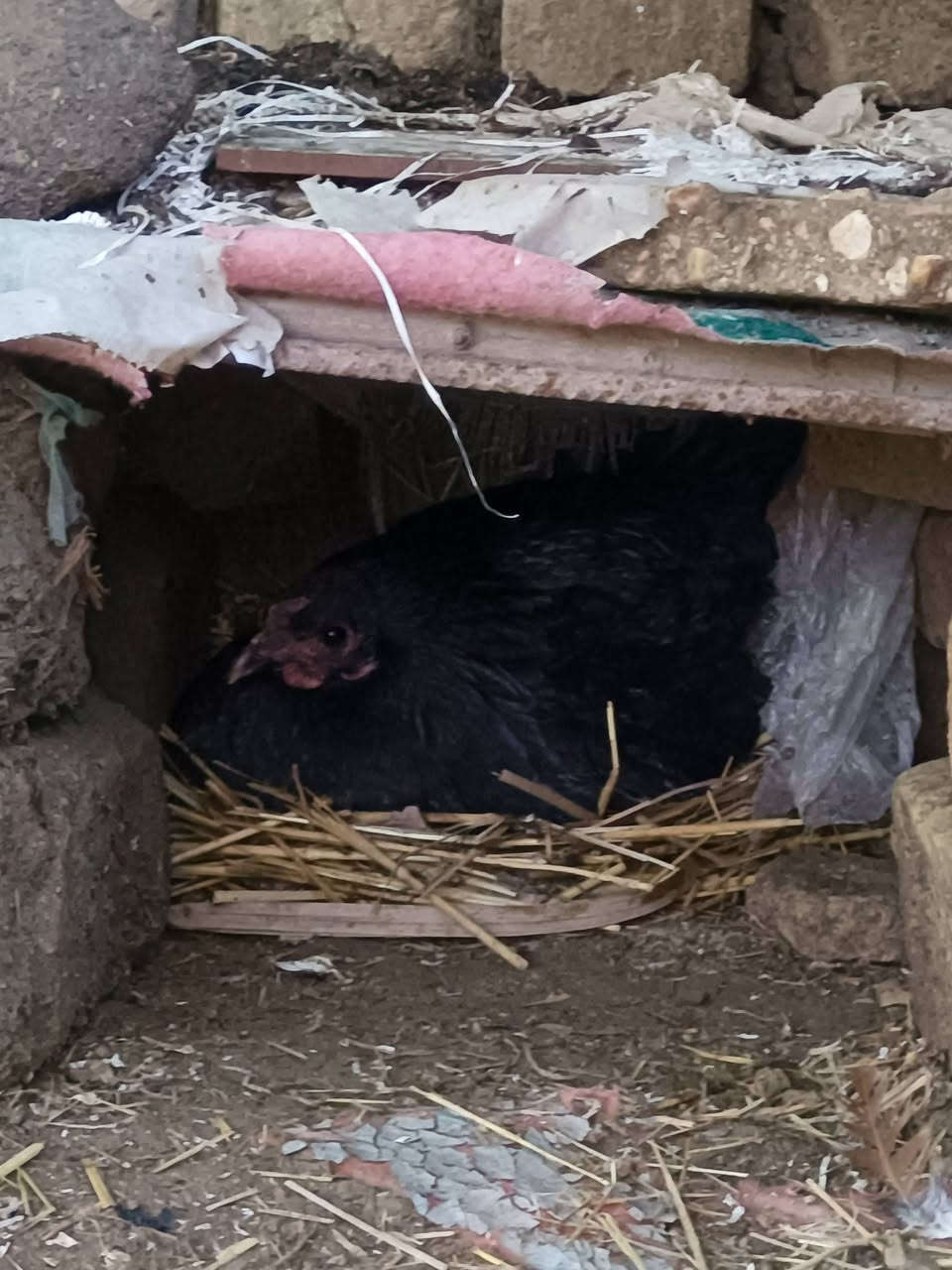 مكلف بنشر متاح دجاجه عربيه مڪركه مشروطه مال ريف مكاني مشخاب بسوك شعلان ***********
