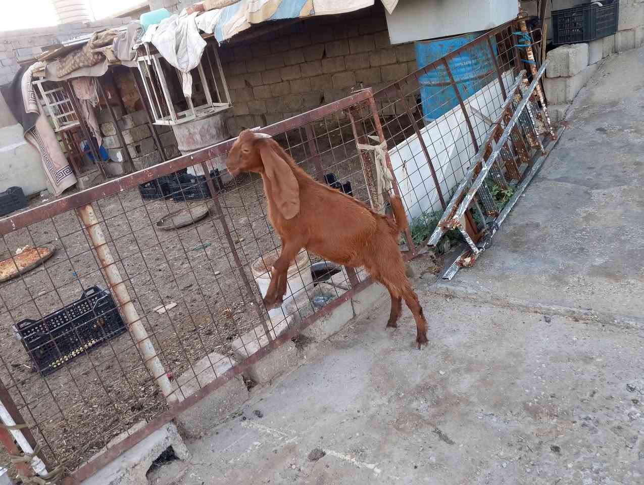السلام عليكم صخل كزكز للبيع مكاني ديالى بلدروز السعر الاتصال على الرقم ***********
