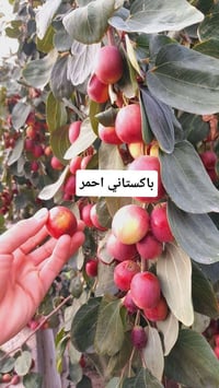 تطعيم سدر نبك • داخل المقدادية • أصناف متعددة