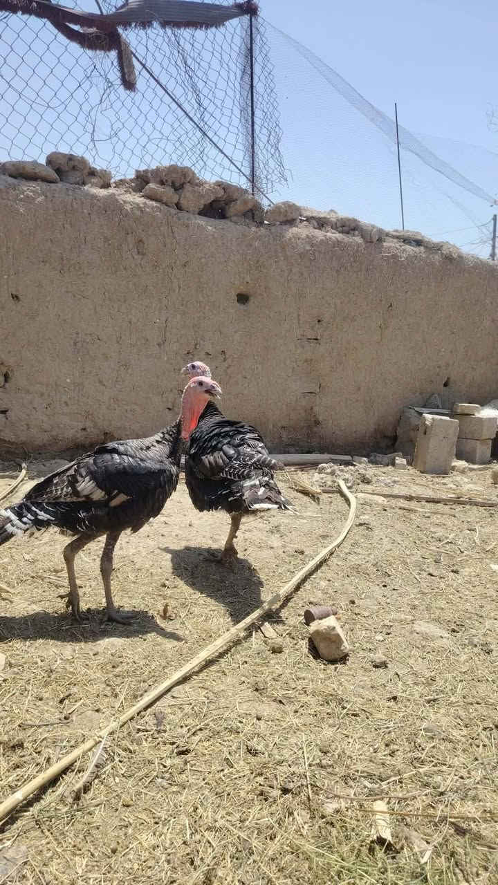للبيع دجاجه مع افراخها درندراوي وكويتي عدد 11
زوج فسيفسات حايلات
دجاجه عرب  بياض العدد هواي
سعر ع خاص


**إذا كنت صاحب هذا الإعلان وتريد حذفه لأي سبب، رجاءا أرسل رسالة إلى الدعم الفني**