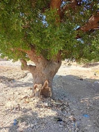 قص أشجار • تشذيب أشجار • واتساب