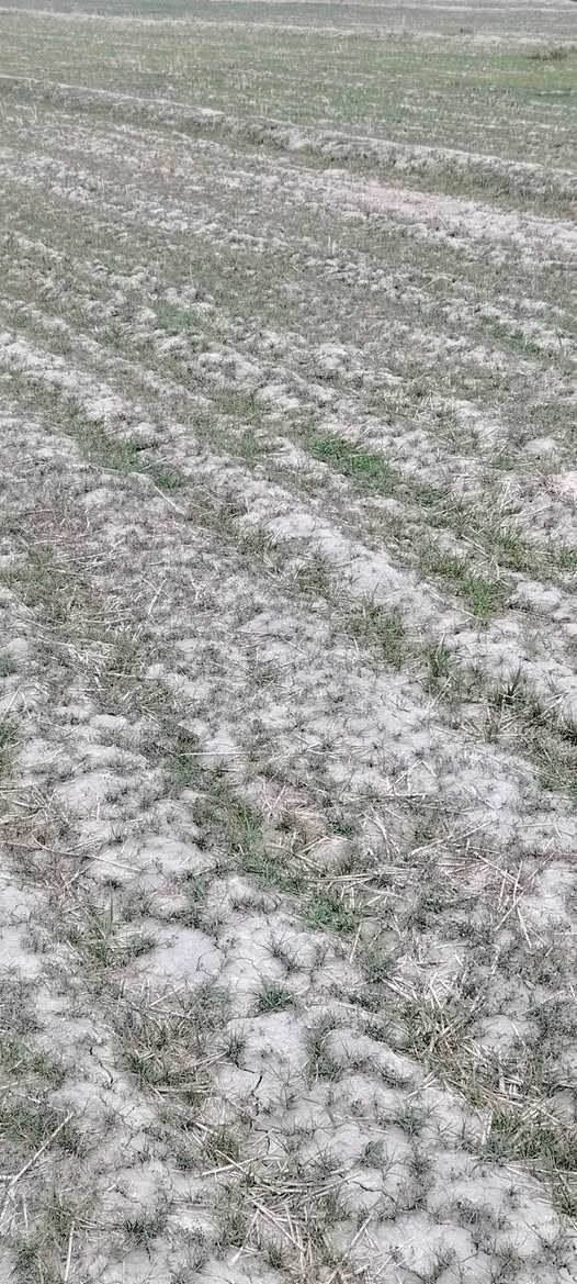 سلام عليكم شروه بور للبيع ٥٠ دونم تصال على الرقم  ***********
