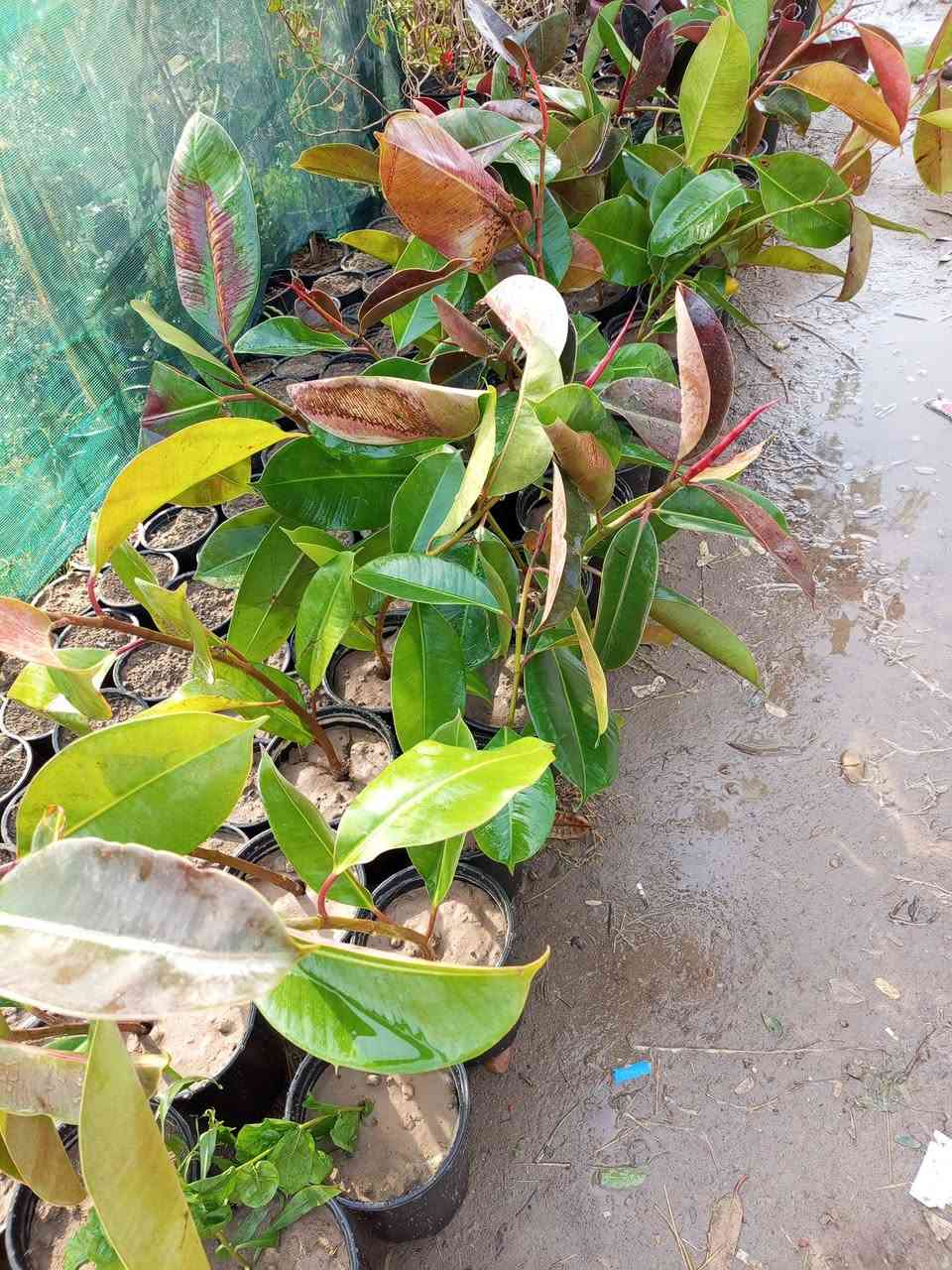 عروض 🔥🔥🔥🔥 مشتل الجمعيه 💯💯💯 
الدجيل الجمعيه خلف الدفاع المدني 💯 
للاستفسار والحجز *********** واتساب مازنجر 
توجد لدينا خدمه توصيل داخل الدجيل 💯
