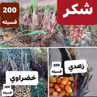 مجاني بس فلوس شلاعه 3000الاف شكر200فسيله زهدي 300فسيله خضراوي250فسيله ...