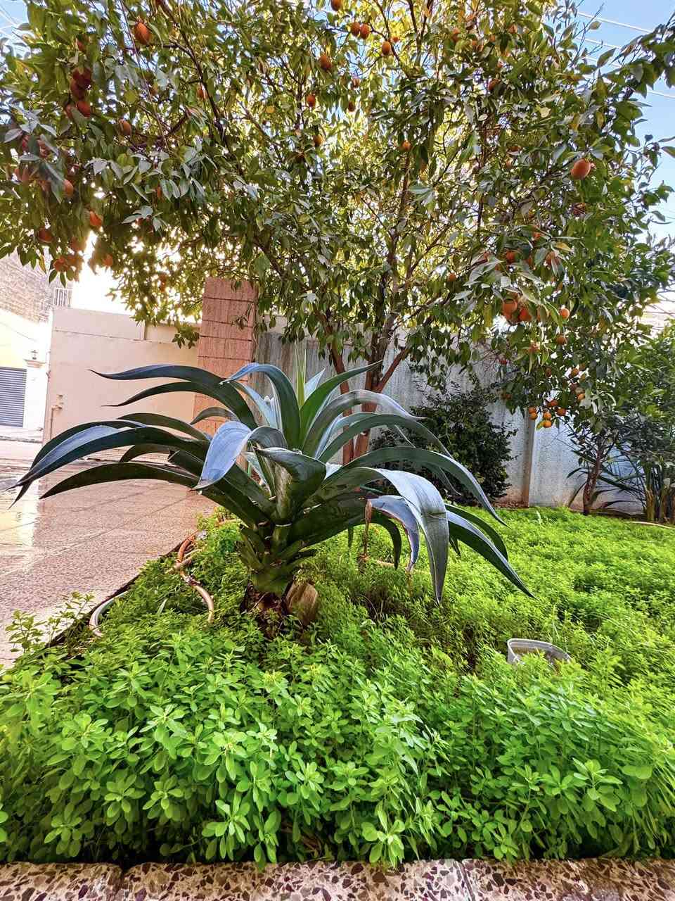 #للبيع دار ..(موقع وسعر مميز)
#المساحة 210متر ..#الواجهه 10م ونزال 21م
 #السعر: مناسب جداً 😍 للجاد بالشراء فقط يتصل 

🏡يحتوي ع 5 غرف نوم  كبار وصالة و إستقبال كبيرة وهول داخلي وصحيات عدد (3) ومطبخ عدد (2) وحديقة وكراج سيارة كبير وترك حول البيت مع سطح عالي وناصي

🔴البيت نظيف جدا وجاهز للسكن- طابو ملك صرف

💢 التعامل يكون مع صاحب العقار  مباشرةً💢

موقع العقار: بغداد- الكرخ/الاعلام- حي الشباب قرب سوق أميمة خلف جامع الحبيب المصطفى وقرب شارع قطر الندى التجاري
🛑 المنطقة تبليط وارصفة حديثة…عرض الشارع: 10م والرصيف: 2م

💢اي أستفسار (للجاد بالشراء فقط يتصل): ✅ يكون فقط على الخاص او اتصل على الرقم التالي ***********

#دار_للبيع
#الجميع
#عقارللبيع
@الجميع
@everyone
@all
