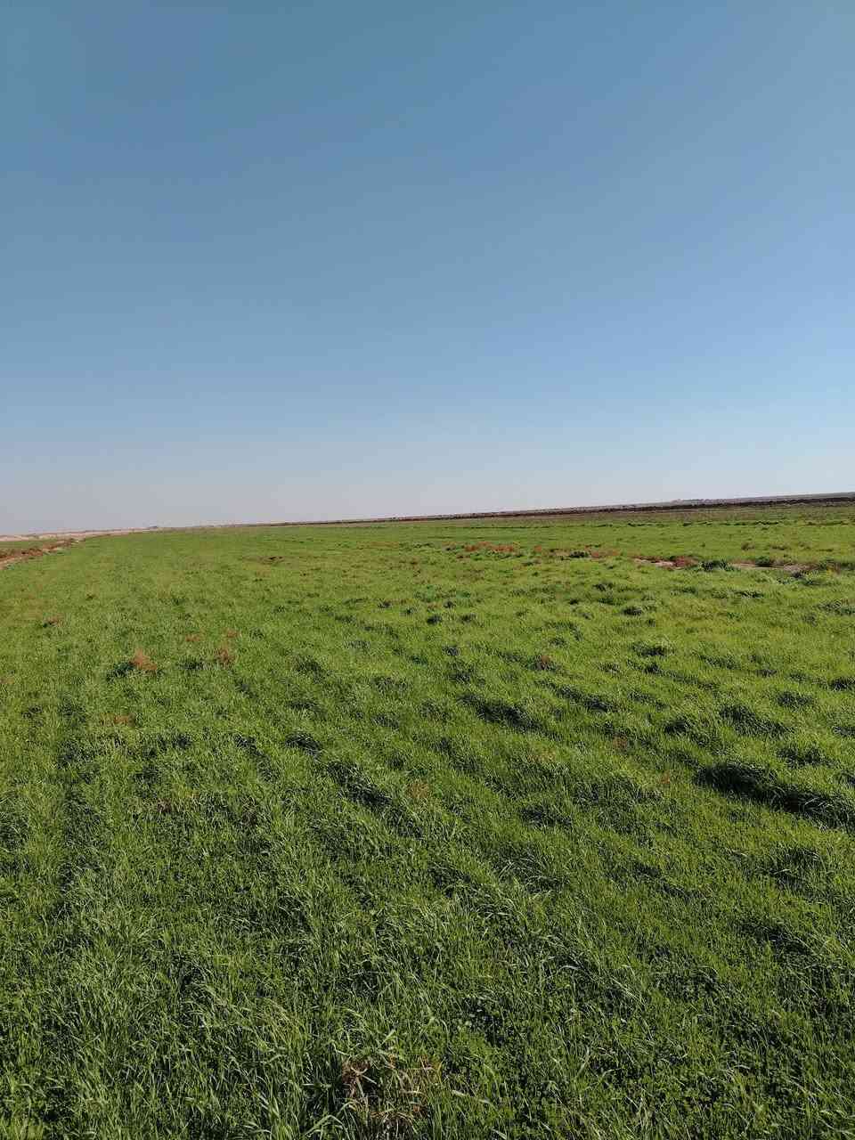 سلام عليكم دغل للبيع مساحه الأرض 205دونم ٩٥دونم مسكينه والباقي مخضر جاث على المطر مكان ميسان كميت بيه بيت وكهرباء وتبليط شارع للباب ومكينه ماي ع كهرباء ستفسار على رقم ***********
