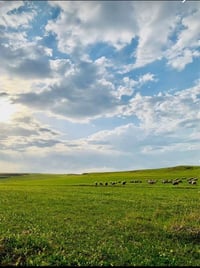 العندو أغنام برعاية راعي موجود 07727308685