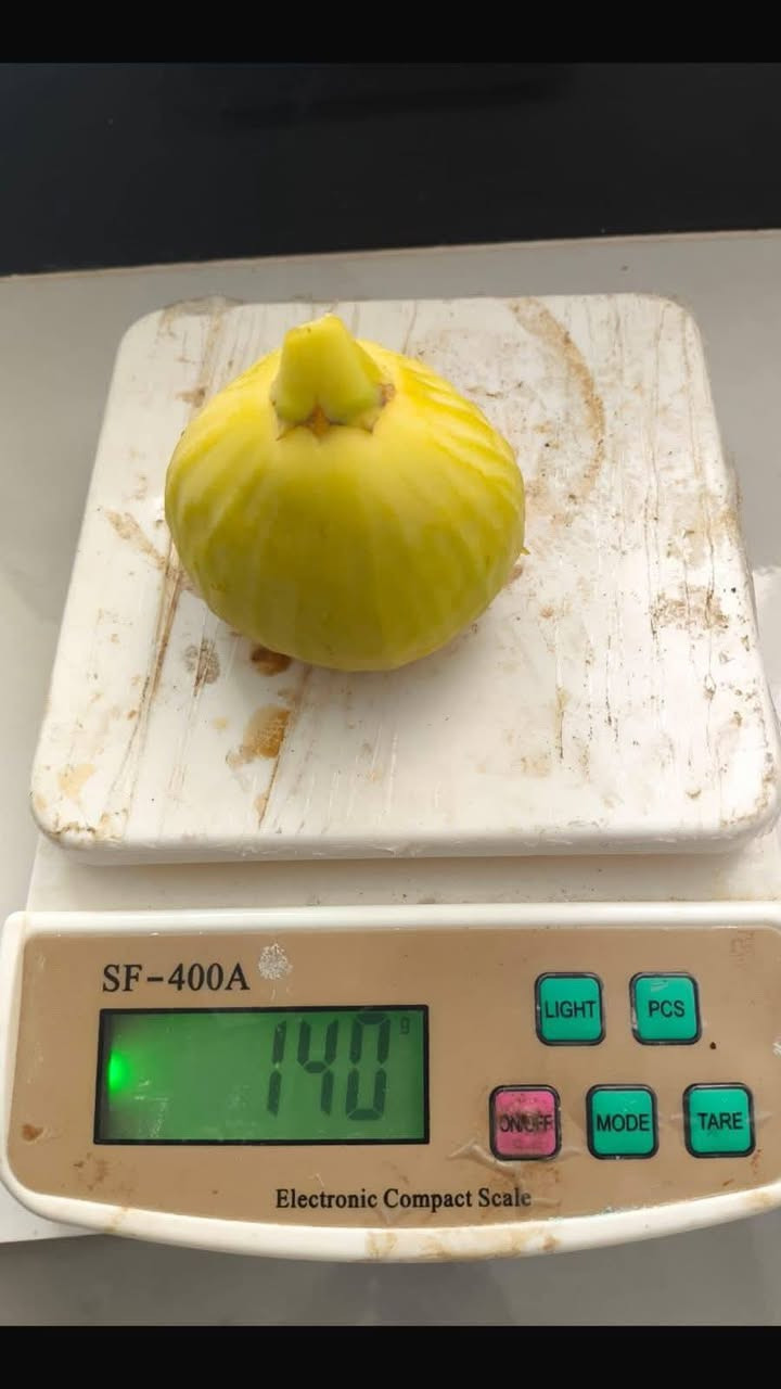 تين كاتوتا الإيطالي يتميز بغزارة الإنتاج وملائمه أجوائنا.
يتوفر في مشتل الخالدية المركزي سعر الشتله ٥ الف
للحجز والاستفسار الاتصال على الرقم *********** جاسم الخليفاوي العنوان الخالديه شارع العام مقابل بلديه
