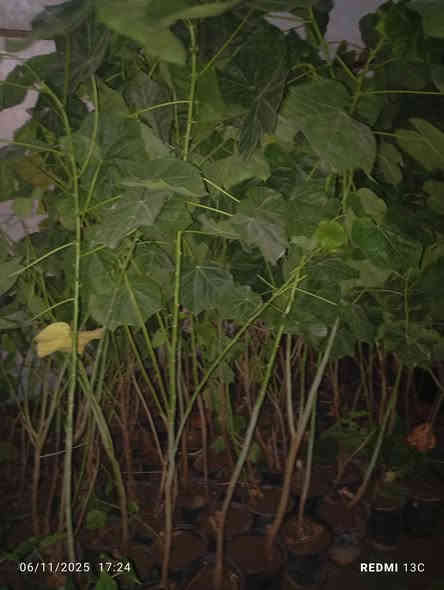 على بركة الله توفرت شتلات الثريا لاصحاب المشاتل والمزارع ارتفاع مترين ونص الى متر  محرك وجاهز للاستفسار ***********
