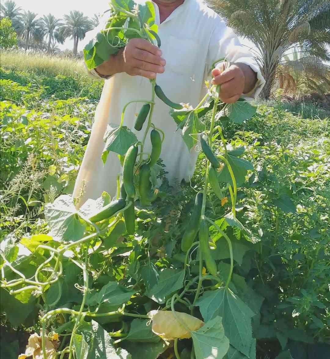 سلام عليكم متوفر دايات على شكل أطباق زراعية باذنجان سوري درجة أولى شرط الشوكي
متوفر فلفل بارد صنف البركة صنف هجين غزير الانتاج جدا شرط مغلفات وليس قواطي 

ومتوفر فلفل حار صنف امبالا صنف غزير الانتاج جدا وكذلك شرط مغلفات وليس قواطي 

ومتوفر خيار مي امريكي صنف صحاري صنف غزير الانتاج جدا ومرغوب تسويقيا كذالك مغلفات وليس قوطيه 

ومتوفر بذور بانيه حسيناويه مال الحلة معروفه متعهد بيه لحين الانتاج أطباق وبذور 

ومتوفر شجر امريكي صنف زيتي غزير الانتاج جدا جدا

ومتوفر خيار عطروزي شرط هجين مغلفات 

وكذلك متوفر طماطه صنف جويل صنف غزير الانتاج جدا جدا كذالك مغلفات وليس قواطي 

وكذلك متوفر شتلات عنب نفس الي بالصورة وكذلك توجد شتلات خوخ زيتي وكذالك توجد شتلات سدر تفاحي ارتفاع من متر وأكثر

وكذلك متوفر شتلات ورد روز ارتفاع مترين العنوان الحلة قرب مرقد السيده شريفة ع السلام

تليفون *********** علما ان هذا الرقم بي واتساب
