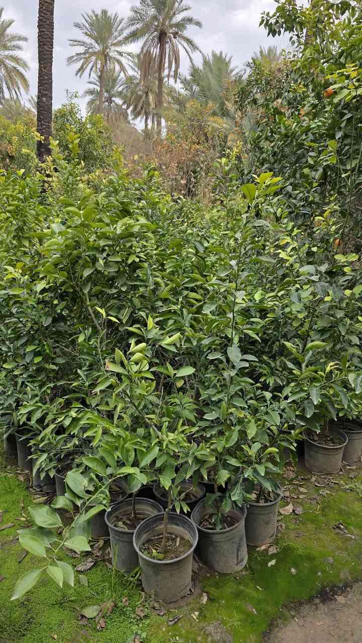 متوفر كافة انواع الزرع والحمضيات نارنج وبرتقال وليمون (نومي حامض) لالنكي بكافة انواعه وايضا متوفر ددونية الزرع كيس وسندان مطعم ع اصل نارنج من امه  ارتفاع للصدر وفوك
باسعار مناسبة جدا / للاستفسار ***********
العنوان بغداد
