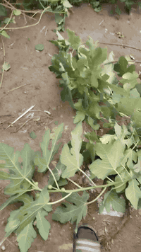 بسم الله الرحمن الرحيم الى اروح والدي واخي 
حمله ميسان الخير
اقلام منوعه للثواب مجاني
اقلام تين بني مسلم
اقلام تين جاسم 
اقلام عنب اسود نوعيه جيده
اقلام تكي كندي
اقلام تكي عراقي
اقلام رمان واندفل امريكي 
اقلام رمان عراقي 
اقلام ورد المينا 3اللوان مع متعدد اللوان 
مشتل الزهراء في ميسان العماره بستان دور النفط شارع مقبره الصابئه قرب جملونات بيت العنتاكي للدواشك والحصران داخل الفرع 
،  ***********
***********
