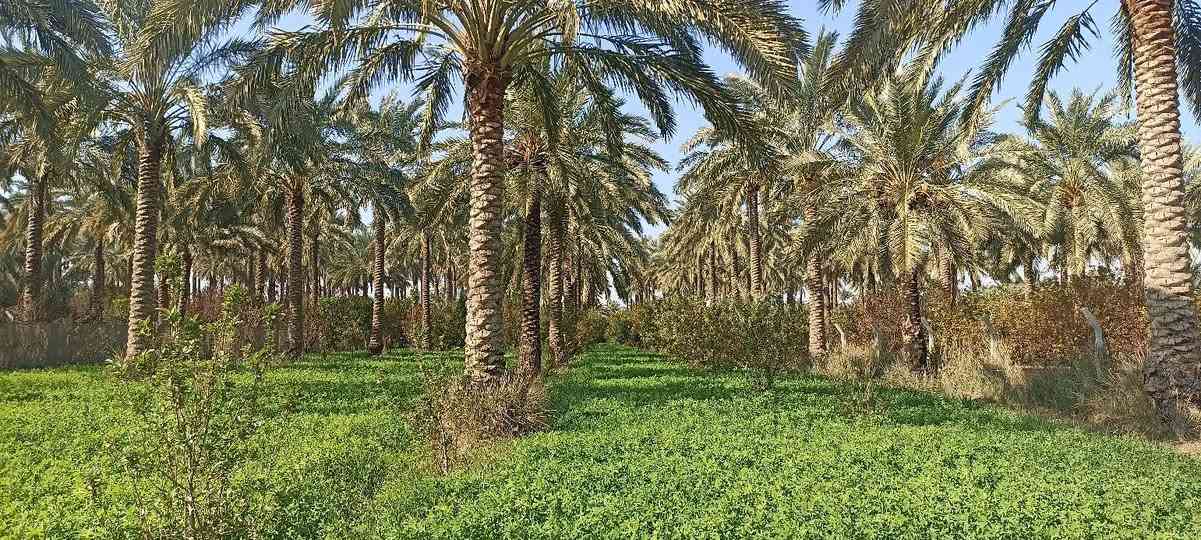 سلام عليكم يتوفر 3 دوانم سند 25 تحويل ثاني يوم بسم المشتري العنوان المدائن الجعاره  شارع سيد علي 
تفاصيل الاتصال وبيك خير ودلل بدارة أبو فهد العيساوي ***********
***********
