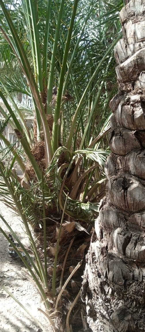 السلام عليكم
يوجد فسيل خضراوي للبيع 
العدد 26 فسيله 
المكان ابو خريبيش 
الاستفسار ***********
اتصل وتدلل ...
