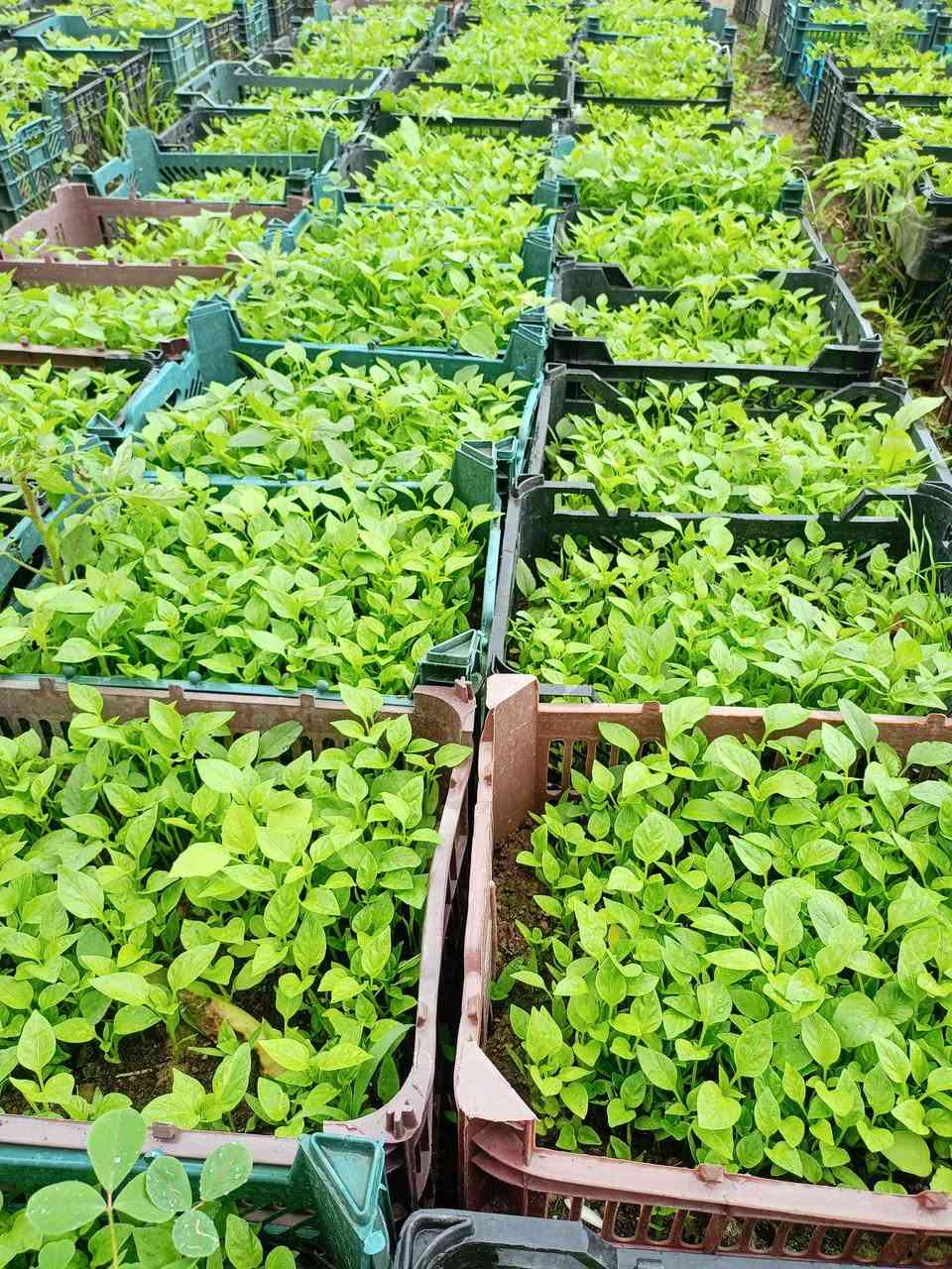 السلام عليكم...
متوفر شتل ( دايه) طماطة فلفل حار وبارد وبيذنجان والبذور شرط النوعيه 
العنوان / ديالى _ جلولاء _ الشيخ بابا/ للأستفسار واتساب او على الخط 
***********
