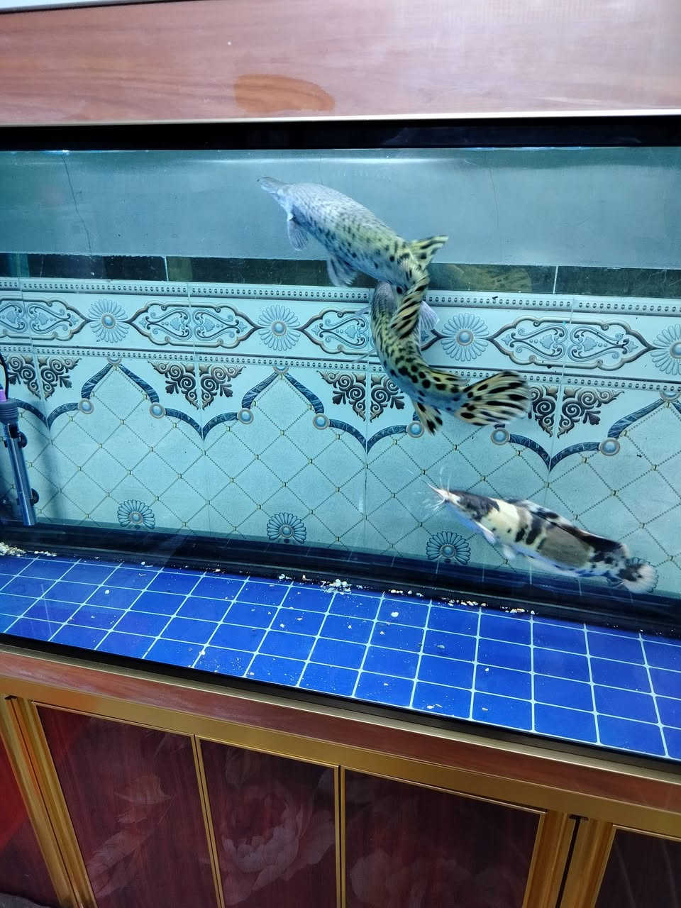 متاح احواض مكاني بغداد الحسينيه بالجريخي ***********
بيع وشراء احواض ومراوس
