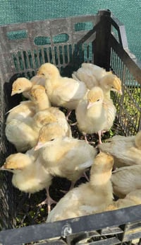 عربت • ١١ يوم • أصلي