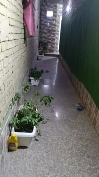 شارع ابو لبنان • طابو • ١٠٠م