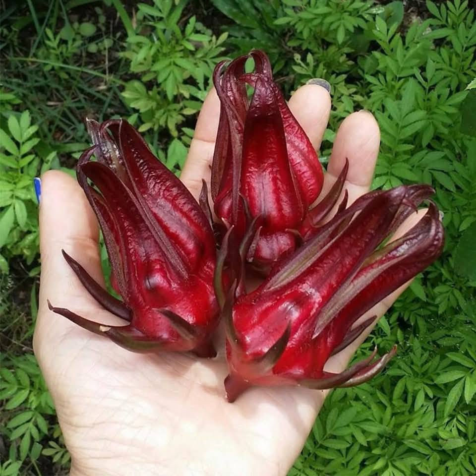 السلام عليكم ورحمة الله 

وصلت وجبة جديدة من بذور الكركديه (الكجرات) 
وهو غني عن التعريف له فوائد صحية عديدة يبدأ 

الحجز يوم غدا السبت للطلب مراسلتنا   على
 الواتساب ***********
