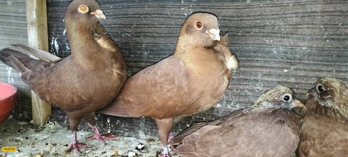 سلام عليكم من رخصت مدير الكروب متاح سنافر بحمر ٣ زواج سعرهن كلهن ب٨٠ شراي يتفضل خاص  مكاني بغداد دوره


**إذا كنت صاحب هذا الإعلان وتريد حذفه لأي سبب، رجاءا أرسل رسالة إلى الدعم الفني**