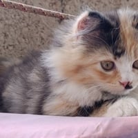قطة • ٣ شهور • لقاح وديدان