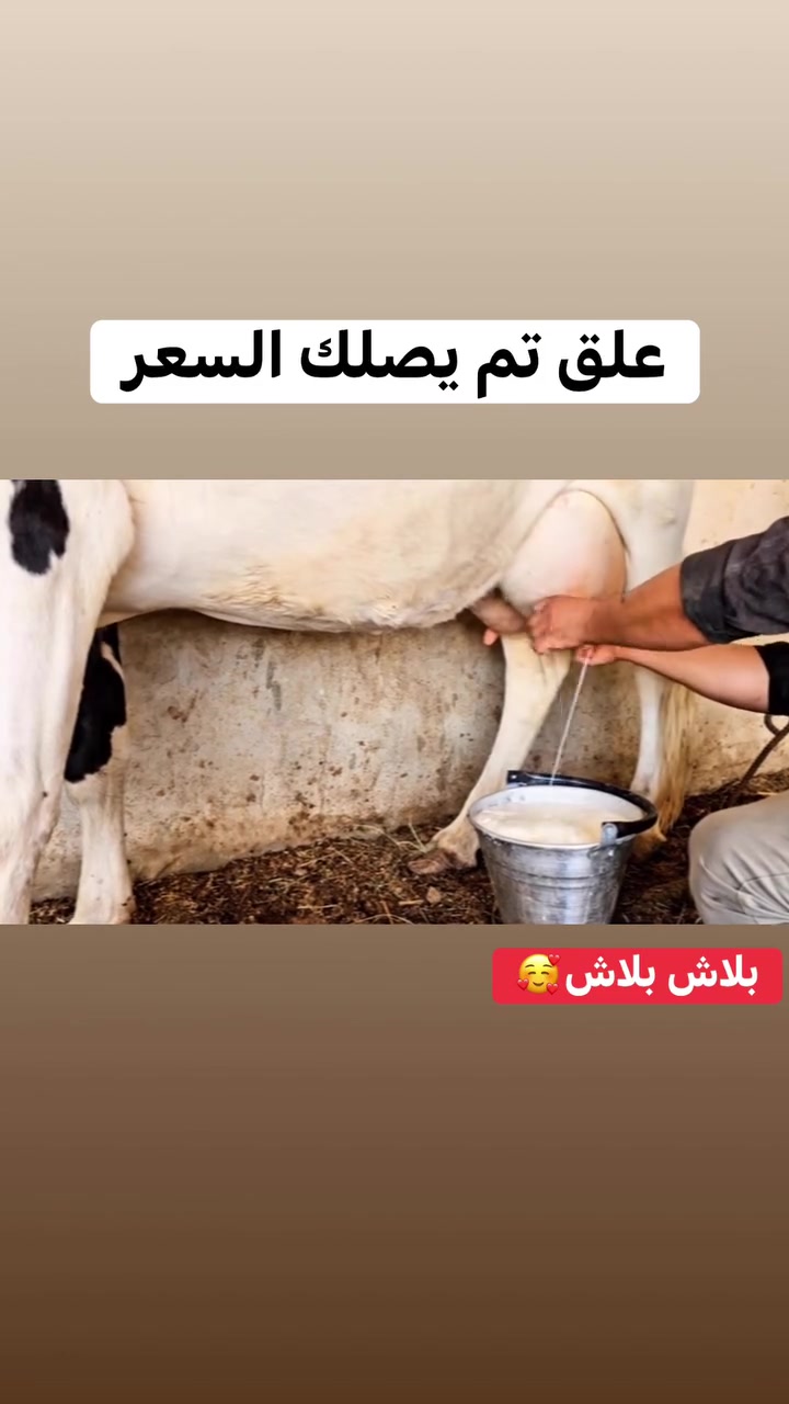 #علق تم يصلك السعر
***********🪬
بجر هولشتاين خط اول حر ثاني بطن رقم واحد 1️⃣ عراق وراه بجر مكاني نجف يوجد توصيل حسب الاتفاق
