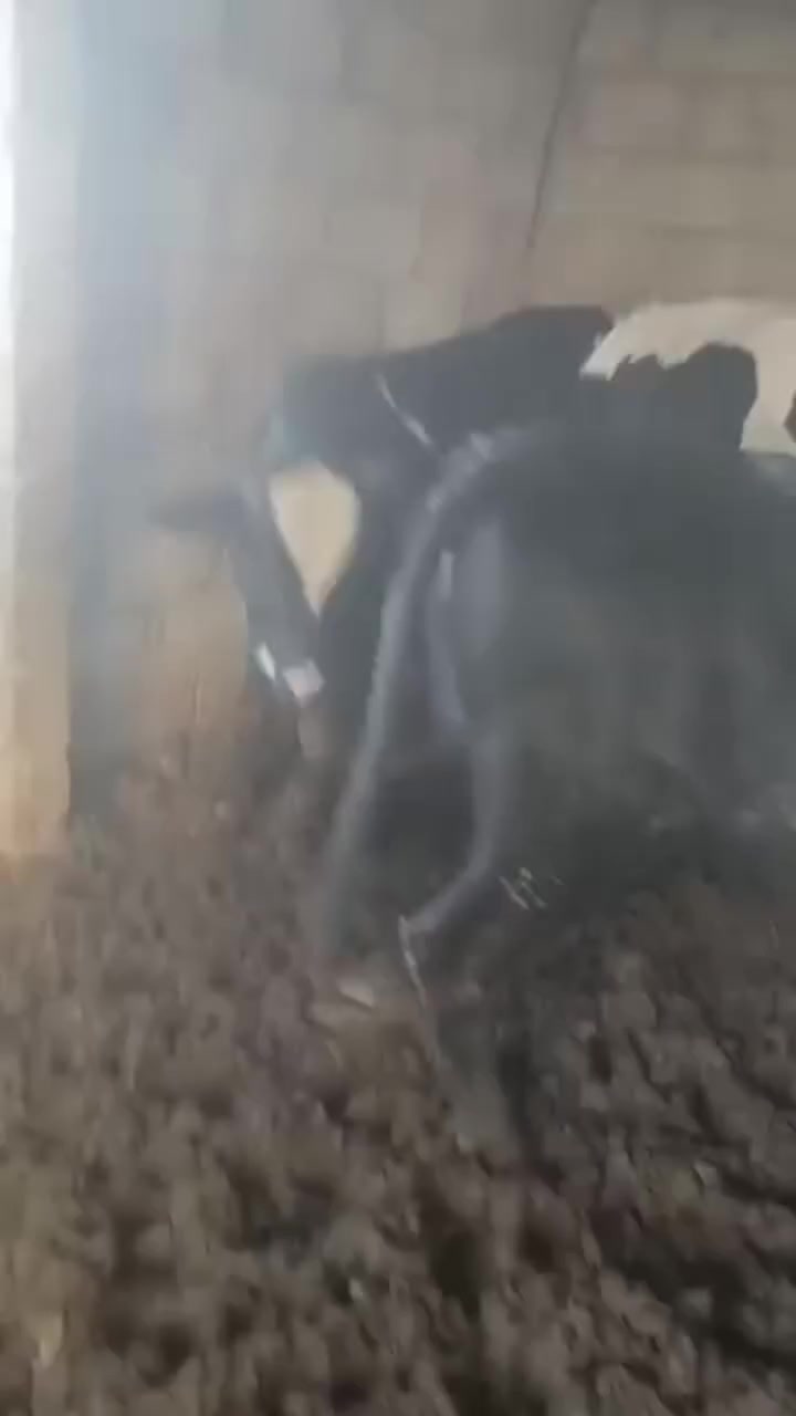 من قصابة ابو عامر بأجر أن شاء اللة  يوم  الثلاثاء ذبح حولي  عراقي درجة اولى بسعار  مناسبة    جوة السوك
العنوان  قريه  تل الشوك على الشارع العام اسعار جوة السوك 
*********** ذبح جدام العين حولي شرط عراقي
