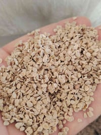 بذر طماطه البيع 07859299561