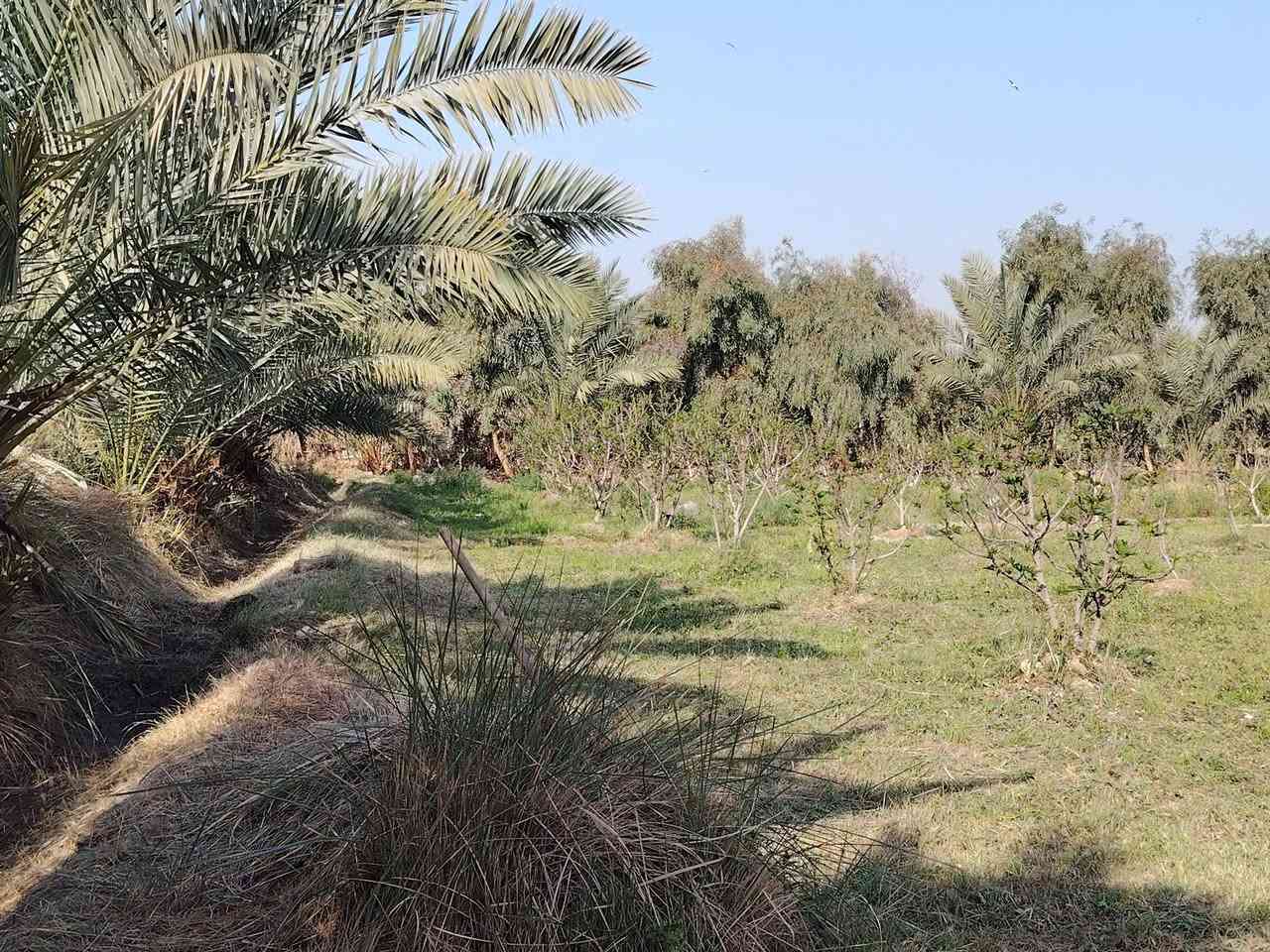 لحك بسعر البلاش 
امتلك أرضك اليوم، وابنِ مستقبل أحلامك غداً. قطع أراضي متميزة في مواقع استراتيجية، استثمار آمن وحياة هادئة تنتظرك!"
مساحه الارض 10دونم  
 وگافة الخدمات فيها ماء+ماء أسالة وكذالك الكهرباء واكيد الشارع تبليط وگذالك الارض محتاطة في الاشجار المثمرة
يوجد فيها اكثر من نوع من النخيل النيرسي والزهدي والخستاوي والبريم

لاستفسار اكثر الاتصال ***********
