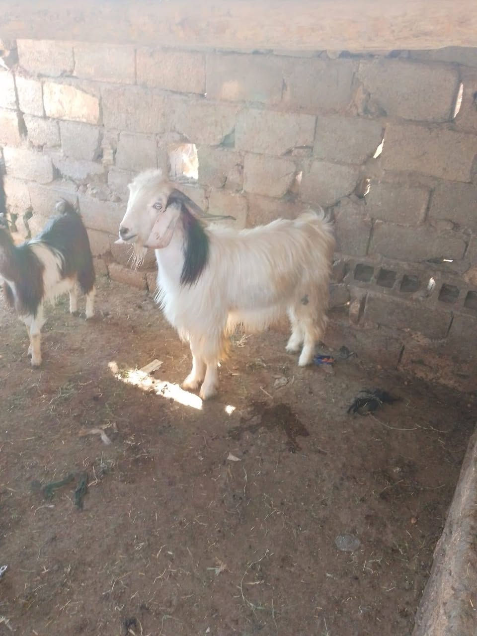 سلام عليكم اخوان الجدي للبيع 350
وزنه مو بحال 25


**إذا كنت صاحب هذا الإعلان وتريد حذفه لأي سبب، رجاءا أرسل رسالة إلى الدعم الفني**