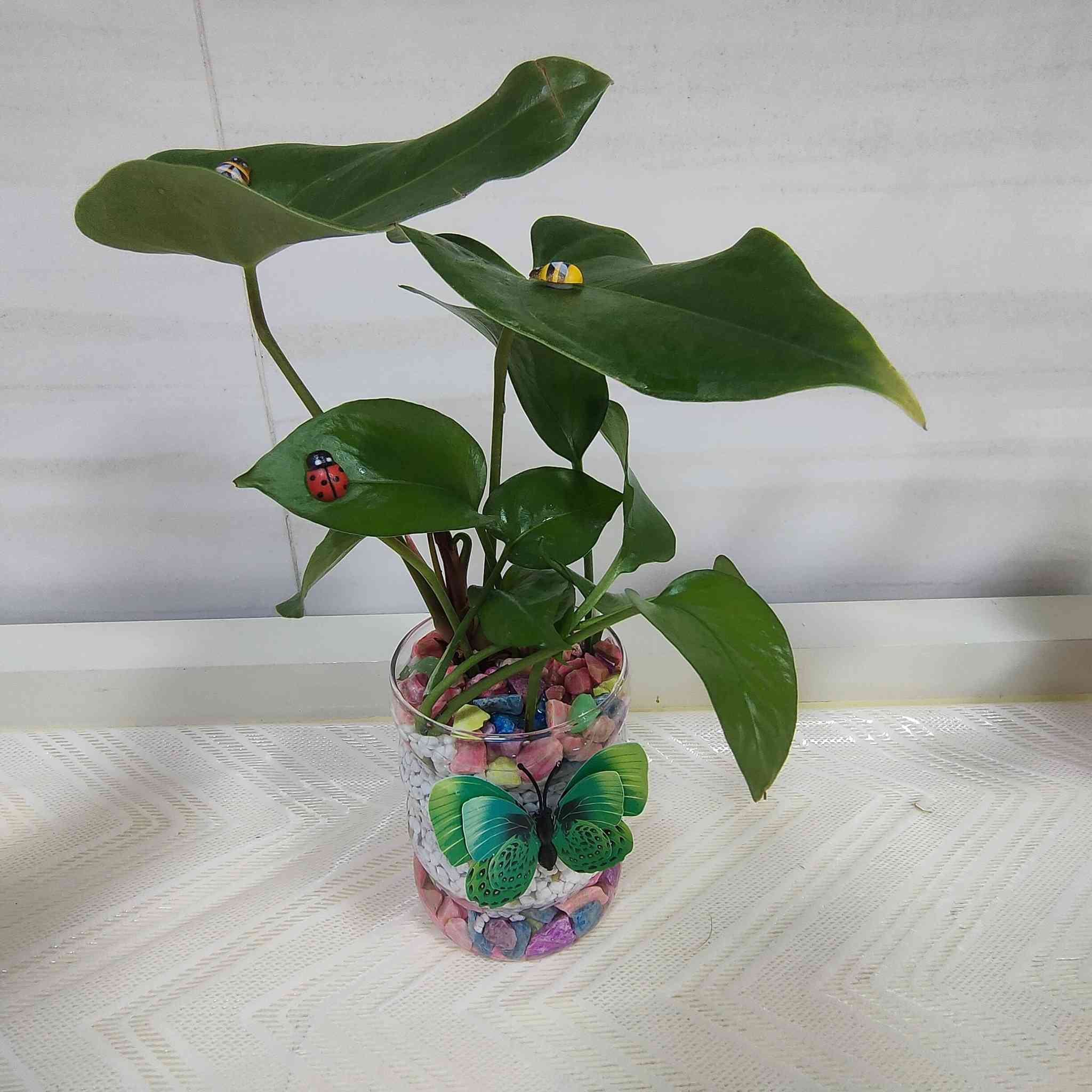 كل بيت بي مطبخ 🍟🍟🍩🍩🍴🍴
وكل مطبخ بي كاونتر 🏩🏩🏩
وكل كاونتر يحتاج الزينه🎄🎄🎄🎄
والزينه موجوده عندي جاهزة💚💚 
ما عليك بس تراسلني وحجز 📩📩
والتوصيل متوفر في المسيب🚗🚗 
واستمتع  بجمال مزج نبات الانثريوم 🌱🌱
مع نبات البلاب🌿🌿🌿


**إذا كنت صاحب هذا الإعلان وتريد حذفه لأي سبب، رجاءا أرسل رسالة إلى الدعم الفني**