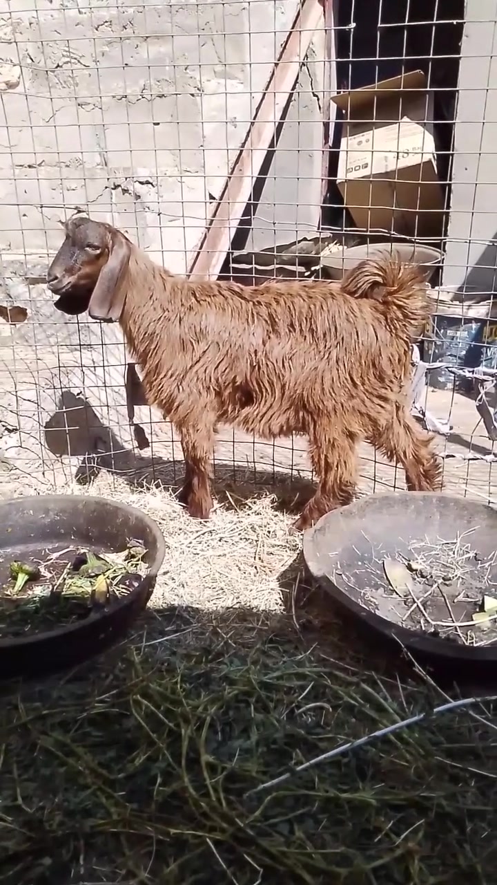 بسم الله الرحمن الرحيم 
متاح جدي قوزي شرط النصاح وعلى كل عيب سعر 155 قفل اي استفسار اتصال على الرقم ***********.
